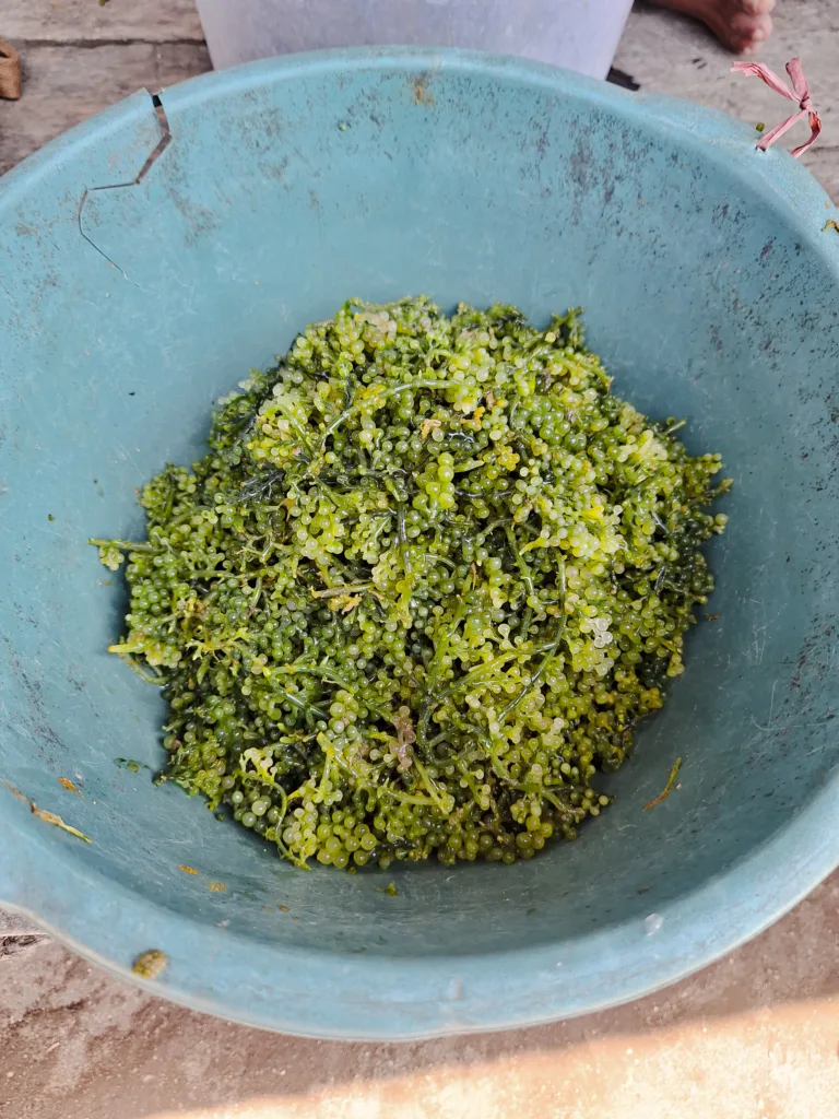 Lato' milik Siang/Muh. Aidil/Bollo.id