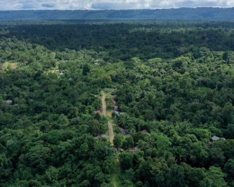 Ilustrasi, hutan Papua/walhipapua.org