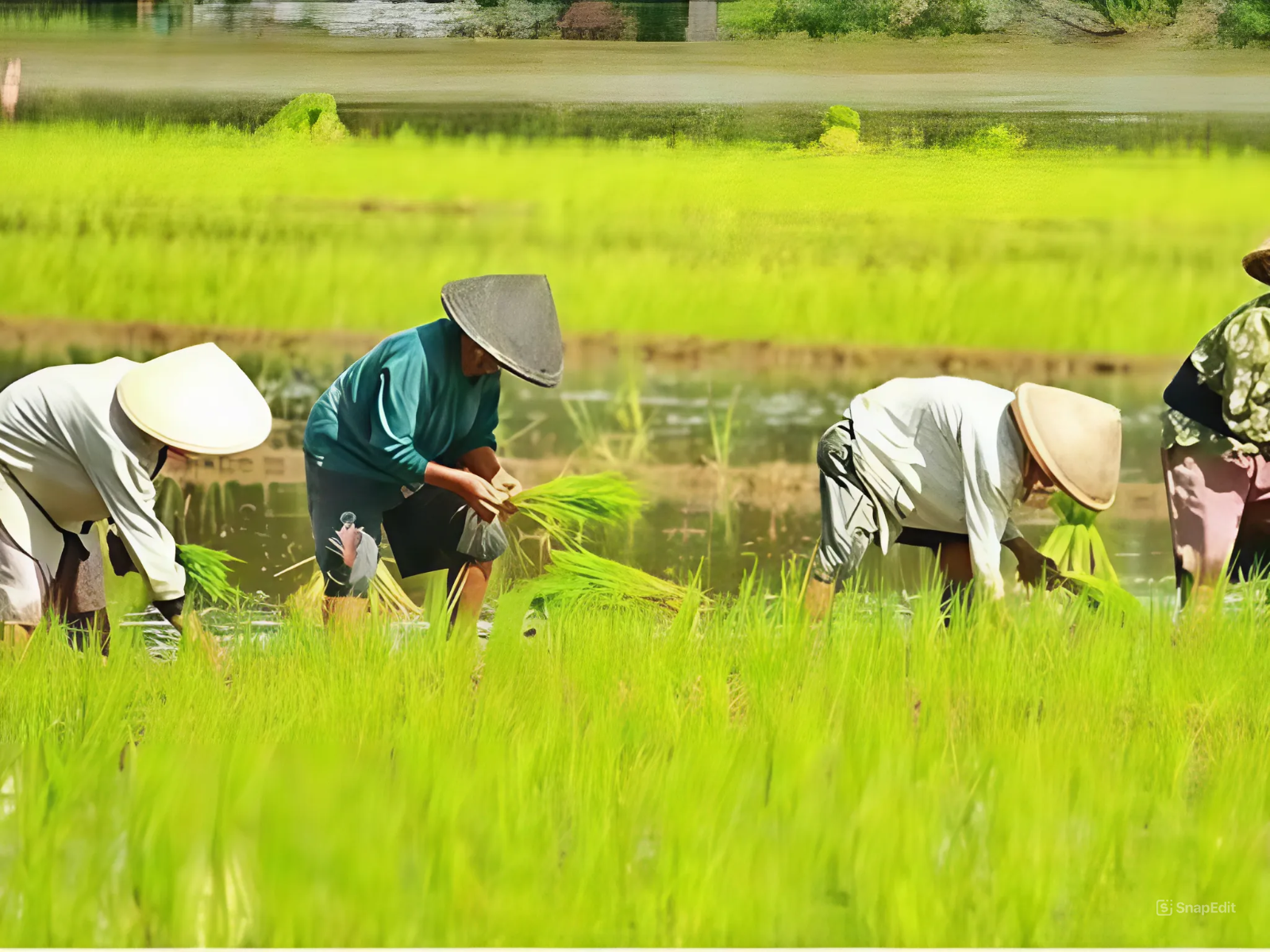 Ilustrasi, petani/upland.psp.pertanian.go.id