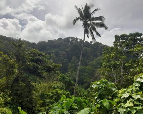 Potret pohon kelapa di kawasan Tanadoang, Kabupaten Kepulauan Selayar/Foto: A.Audia