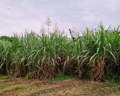 Salah satu sudut kebun tebu milik PTPN 1 Regional 8 di Kecamatan Polongbangkeng Utara, Kabupaten Takalar Sulsel/Muh Aidil/Bollo.id