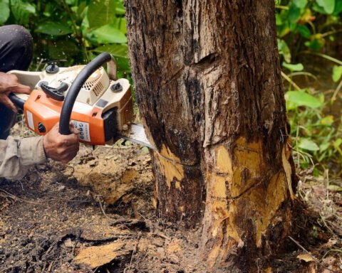 Ilustrasi tebang pohon/ Foto: powermat.pl