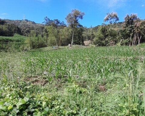 Hamparan tanaman jagung di jalanan dari Desa Kaluppini menuju pusat kabupaten Enrekang/Foto: Andi Audia Faiza Nazli Irfan/Bollo.id