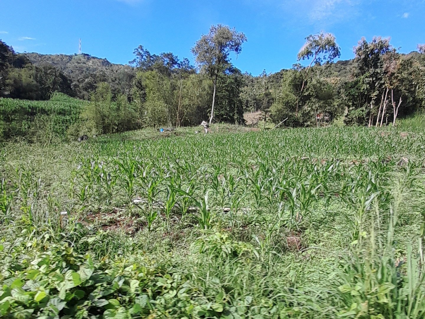 Hamparan tanaman jagung di jalanan dari Desa Kaluppini menuju pusat kabupaten Enrekang/Foto: Andi Audia Faiza Nazli Irfan/Bollo.id