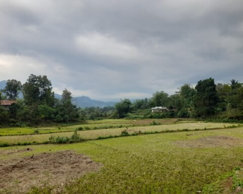Sawah di Kabupaten Maros, Sulawesi Selatan/Foto: Andi Audia Faiza Nazli Irfan/Bollo.id