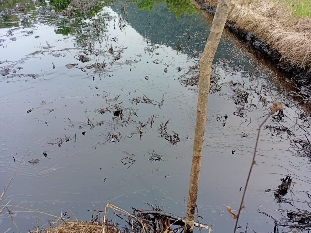 Lahan warga tercemar di Tanamalia, Kecamatan Towuti, Kabupaten Luwu Timur/Foto: Warga