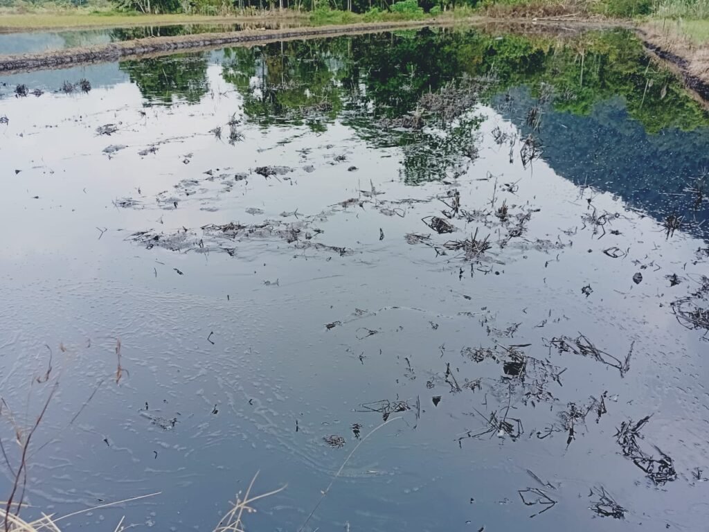 Lahan warga tercemar di Tanamalia, Kecamatan Towuti, Kabupaten Luwu Timur, 5 Juli 2025/Foto: Risal