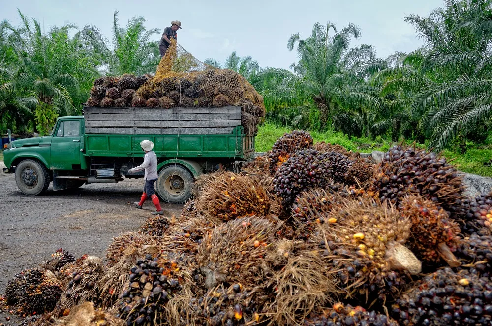 Ilustrasi petani sawit/Foto: i0.wp.com/epthinktank.eu