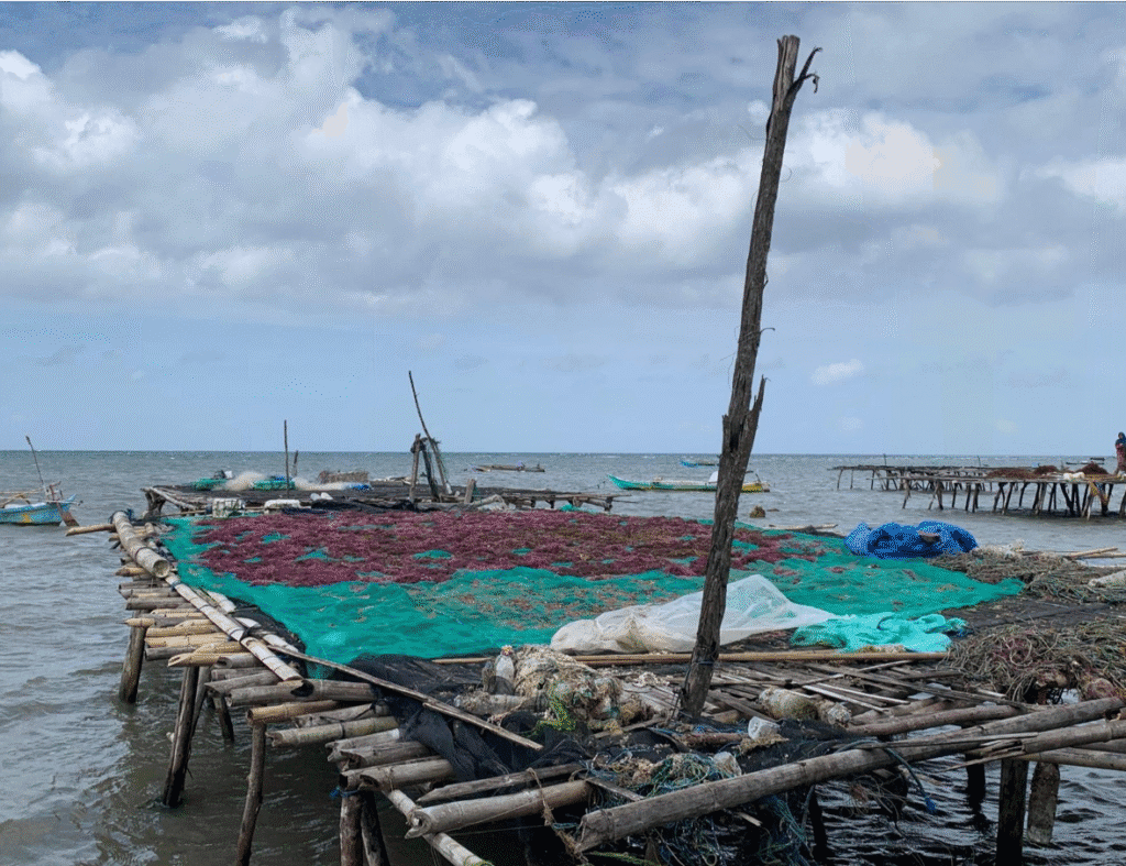 Rumput laut warga Desa Laikang/Sumber Foto: TII-Laporan Suara Warga atas Pembangunan Kawasan Industri Takalar