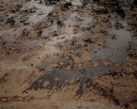 Sekitar 2 hektare areal persawahan warga tercemar minyak MFO milik PT Vale Indonesia yang bocor di Desa Lioka, Kecamatan Towuti Kabupaten Luwu Timur/Foto: Iqbal Lubis untuk Trend Asia