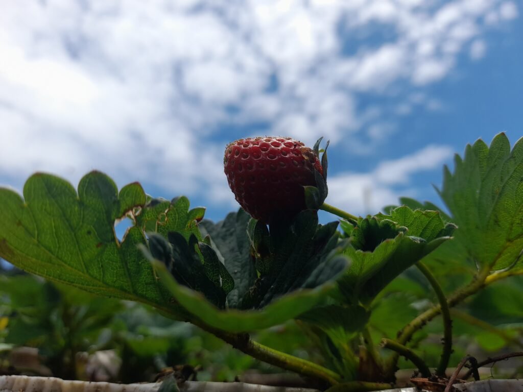 Buah stroberi hasil tanam Saridah/Foto: Andi Audia Faiza Nazli Irfan/Bollo.id