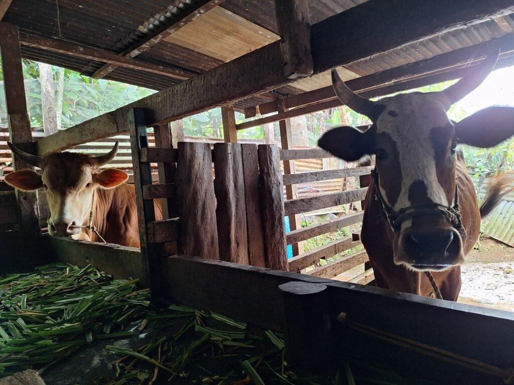 Dua ekor sapi yang dibeli warga di Jambua menggunakan hasil dari perantauan/Foto: Muh Aidil/Bollo.id