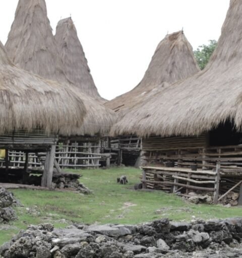 Adaptasi tradisional masyarakat Kodi sangat bergantung pada ritme ini; air hujan adalah sumber utama selama Musim Hujan bagi sebagian besar penduduk/Foto: Mongabay.co.id