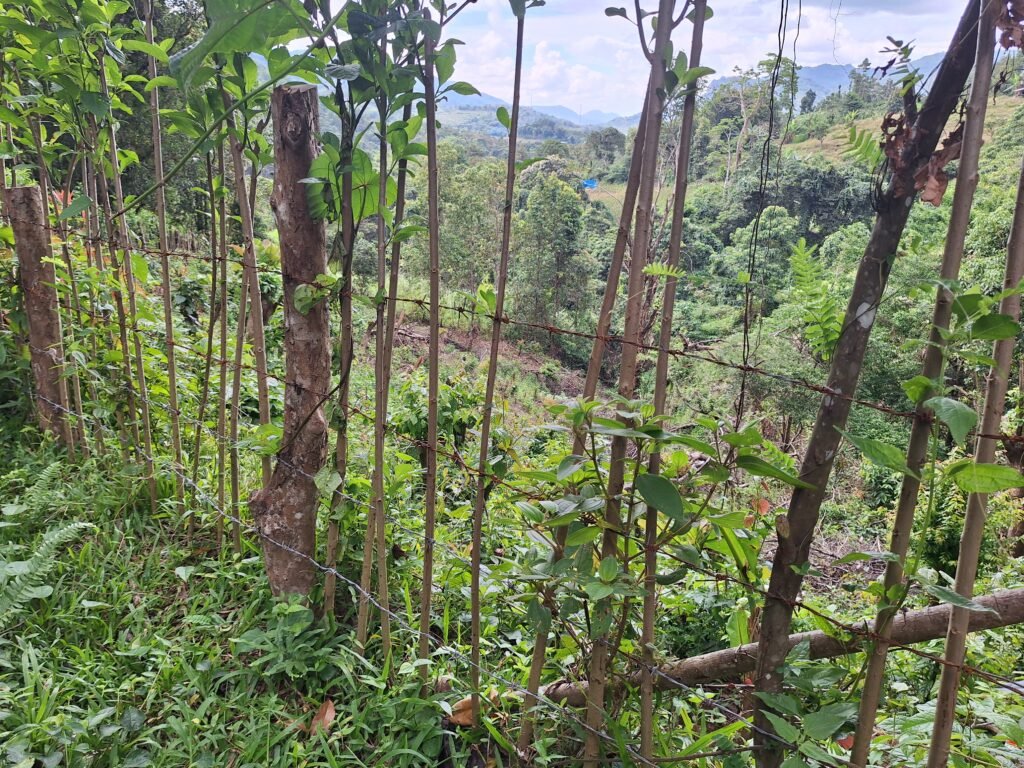 Kawat berduri milik pengelola kawasan hutan di Dusun Jambua/Foto: Muh Aidil/Bollo.id