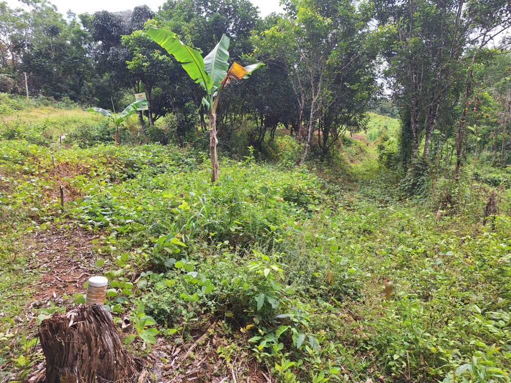 Kebun milik warga di Jambua dipasangi kawat strum babi/Foto: Muh Aidil/Bollo.id