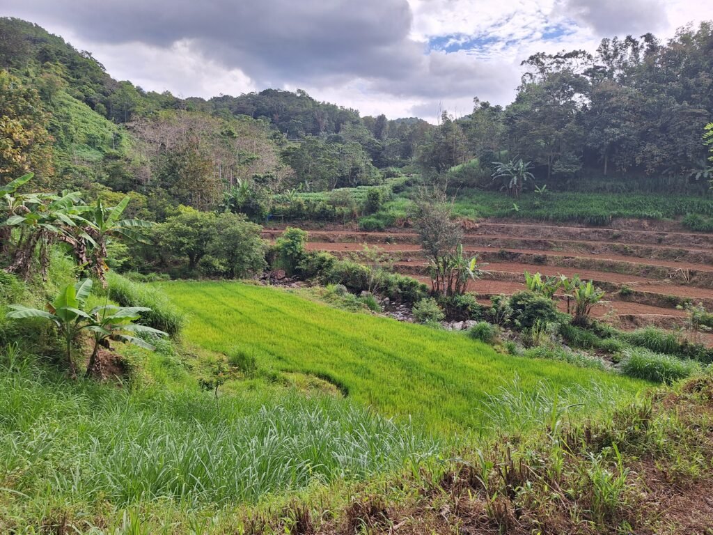 Lahan milik warga di Dusun Jambua yang berselahan langsung dengan kawasan hutan ditanami padi dan rumput gajah dan tanaman lainnya/Muh Aidil/Bollo.id