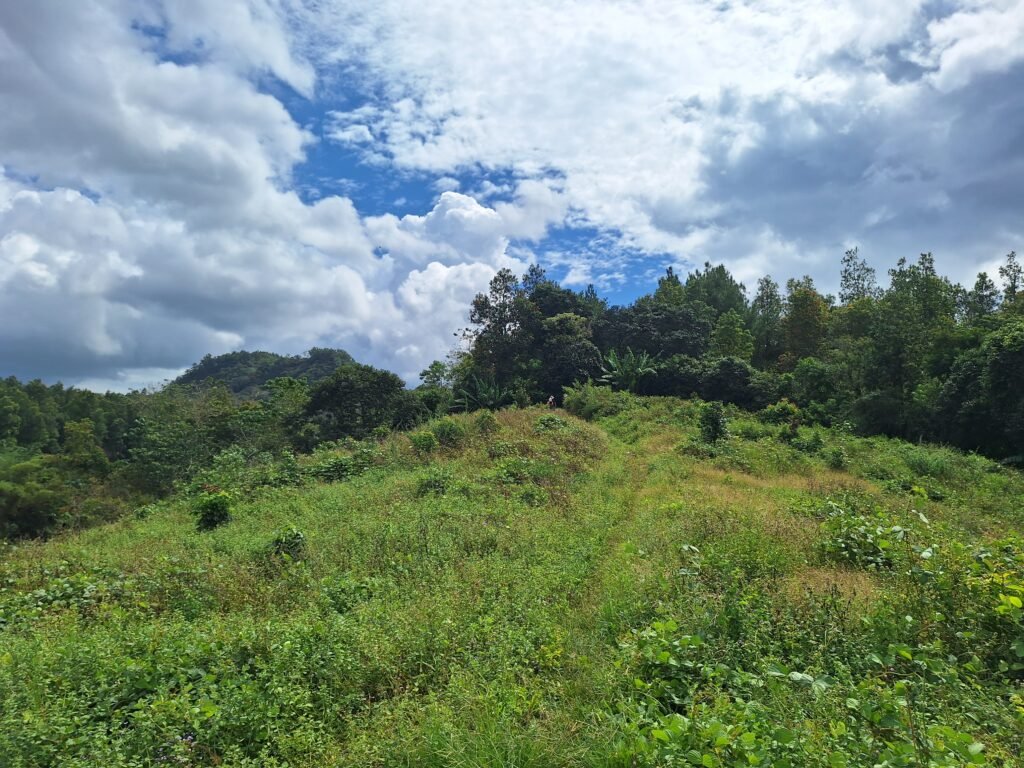 Padang rumput tersisa di Jambua/Muh Aidil/Bollo.id
