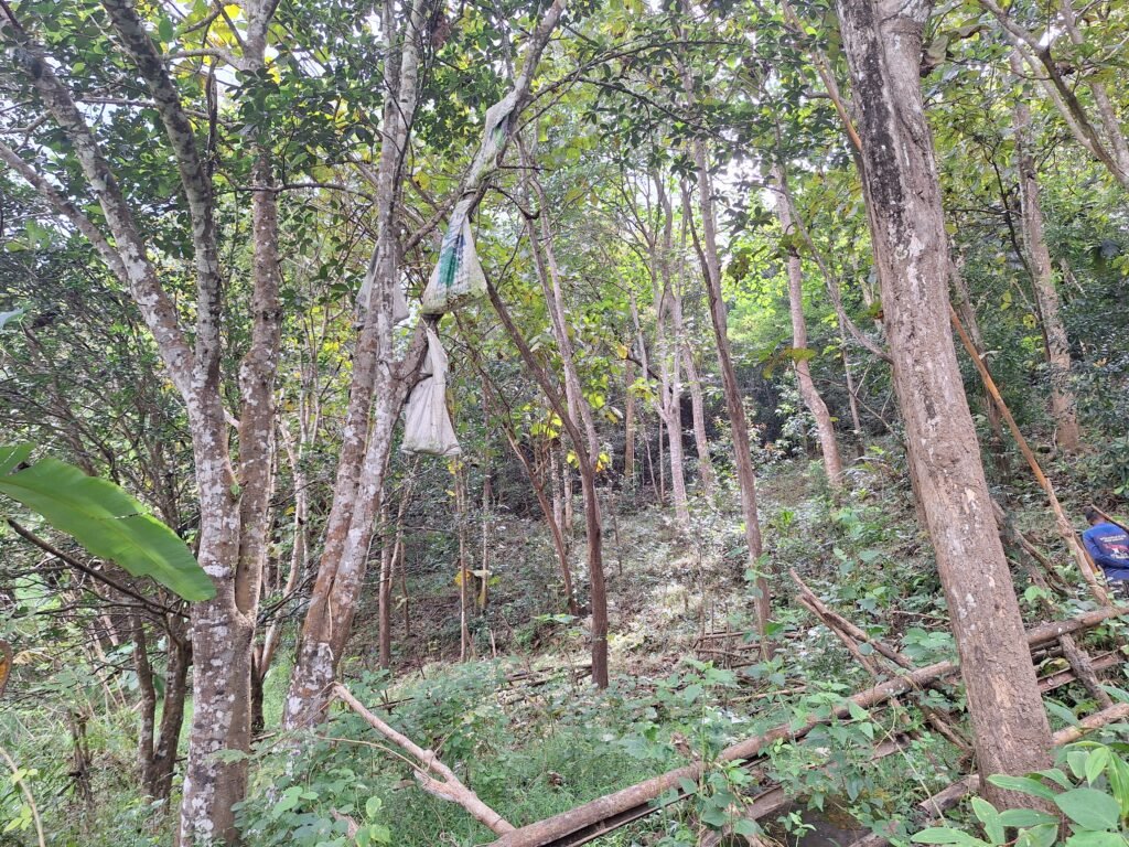 Penampakan lahan milik nenek Syamsuddin di Dusun Jambua yang dirampas pemerintah Deperteman Kehutanan pada masa orde. Saat ini lahan itu dikelola Unhas sebagai hutan pendidikan/Foto: Muh Aidil/Bollo.id
