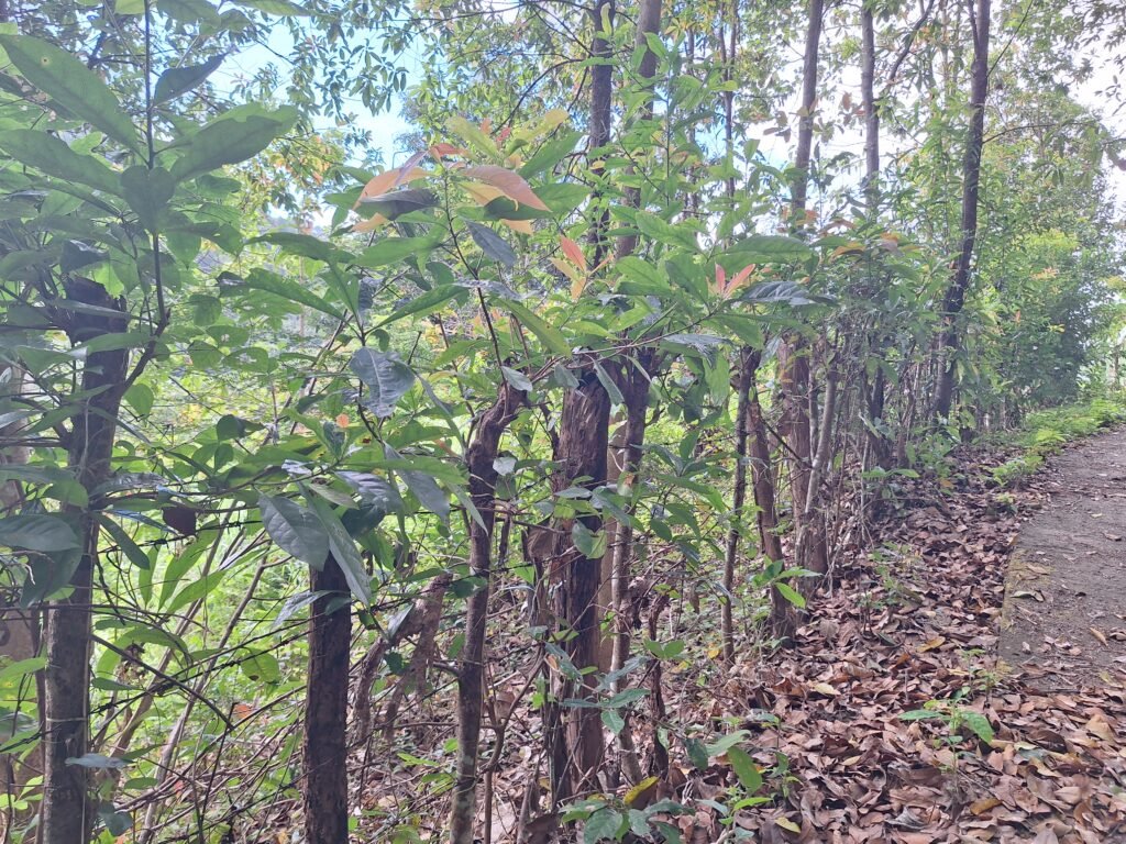 Salah satu sudut pagar kawat berduri milik pengelola kawasan hutan yang dipasang sepanjang jalan setapak di Dusun Jambua/Foto: Muh Aidil/Bollo.id