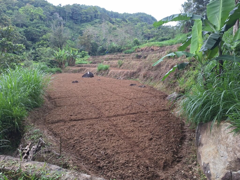 Warga mulai mengolah lahan mereka jadi ladang untuk ditanami jagung setelah memanen padi di Dusun Jambua/Muh Aidil/Bollo.id
