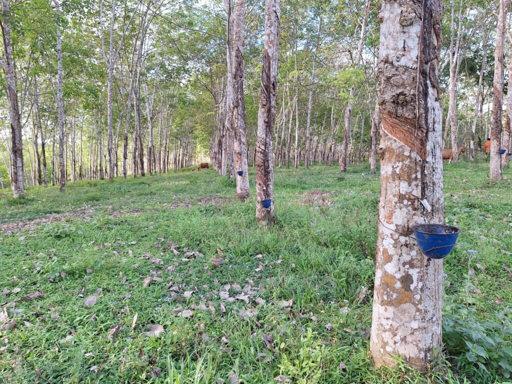 Potret sudut kebun karet PT. Lonsum di Desa Tammatto, Kecamatan Ujung Loe yang telah habis masa HGU-nya/Foto: Muh. Aidil/Bollo.id