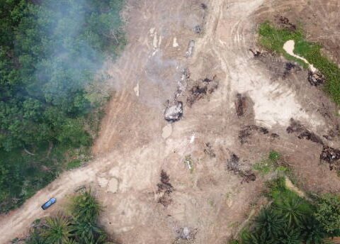 Ilustrasi deforestasi/Foto: Pixabay