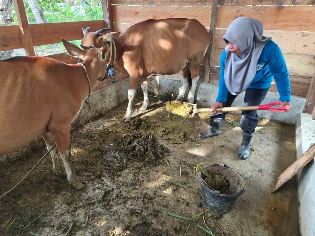Pekarangan tidak hanya untuk menanam sayur - mayur tapi juga menjadi kandang sapi yang kotorannya dimanfaatkan sebagai bahan pupuk kompos dan bahan bakar alami atau biogas. Foto: Alwy Fauzi/Bollo.id