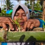 Wa Ode Sitti Murni menata bibit sayuran di bedeng tanam dari batang bambu di pekarangan rumahnya, Desa Baluara, Muna, Sulawesi Tenggara. Foto: Alwy Fauzi/Bollo.id
