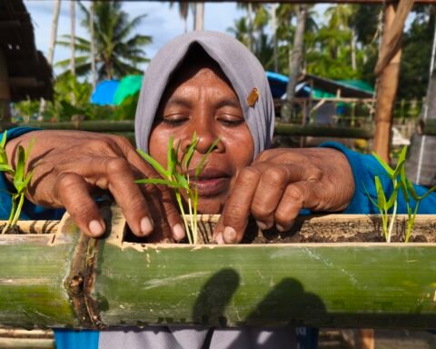 Wa Ode Sitti Murni menata bibit sayuran di bedeng tanam dari batang bambu di pekarangan rumahnya, Desa Baluara, Muna, Sulawesi Tenggara. Foto: Alwy Fauzi/Bollo.id