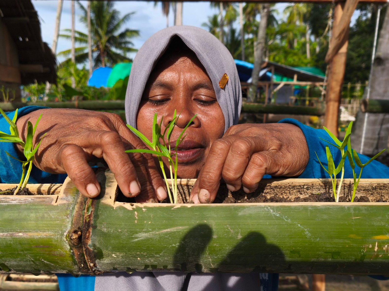Wa Ode Sitti Murni menata bibit sayuran di bedeng tanam dari batang bambu di pekarangan rumahnya, Desa Baluara, Muna, Sulawesi Tenggara. Foto: Alwy Fauzi/Bollo.id