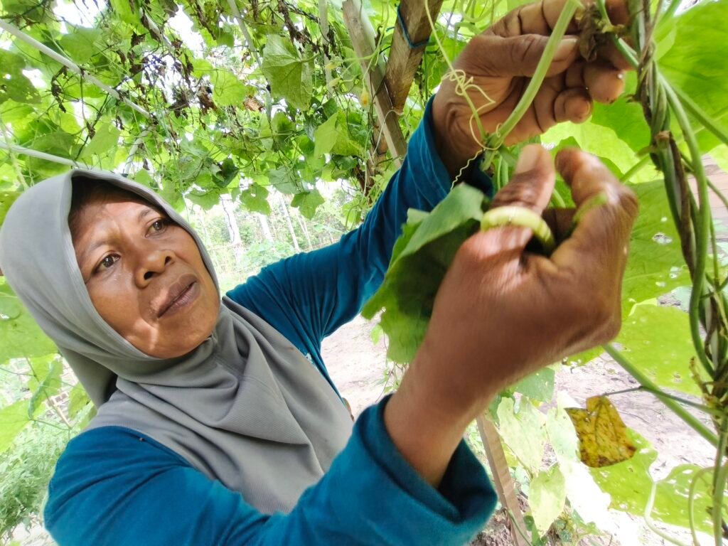 Wa Ode Sitti Murni menunjukkan tanaman gambas di pekarangan rumahnya di Desa Baluara, Kabupaten Muna, Sulawesi Tenggara. Gambas menjadi salah satu sayuran yang ia tanam dalam sistem pertanian terintegrasi. Foto: Alwy Fauzi/Bollo.id