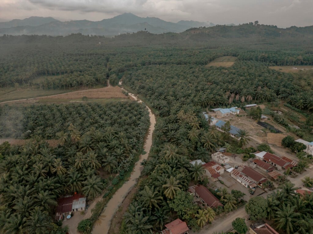 Pemandangan dari udara lahan-lahan perkebunan sawit yang memenuhi wilayah Kecamatan Topoyo, Kabupetan Mamuju Tengah, Sulawesi Barat. secara umum di Sulawesi Barat terdapat empat jenis nyamuk jenis Anopheles dewasa dan Sembilan jenis untuk stadium larva. Masing-masing, Anopheles subpictus, Anopheles barbirostris, Anopheles indifinitus, Anopheles umbrosus, untuk dewasa. Foto: Iqbal Lubis/Bollo.id