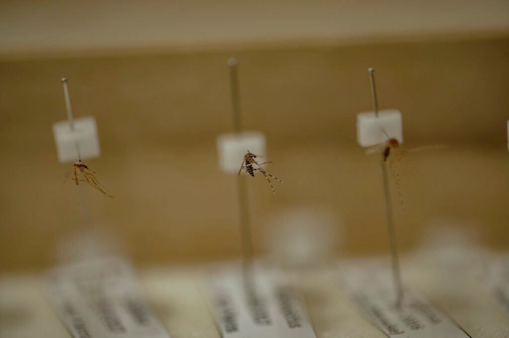 Sampel nyamuk jenis Anopheles dan Aedes (tengah) yang menjadi koleksi di Laboratorium Nyamuk Fakultas Kedokteran Universitas Hasanuddin. Di Indonesia terdapat sekitar 450 jenis nyamuk. Dan sekitar 30 jenis nyamuk Anopheles membawa virus plasmodium yang menyebarkan Malaria. Foto: Iqbal Lubis/Bollo.id