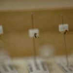 Sampel nyamuk jenis Anopheles dan Aedes (tengah) yang menjadi koleksi di Laboratorium Nyamuk Fakultas Kedokteran Universitas Hasanuddin. Di Indonesia terdapat sekitar 450 jenis nyamuk. Dan sekitar 30 jenis nyamuk Anopheles membawa virus plasmodium yang menyebarkan Malaria. Foto: Iqbal Lubis/Bollo.id