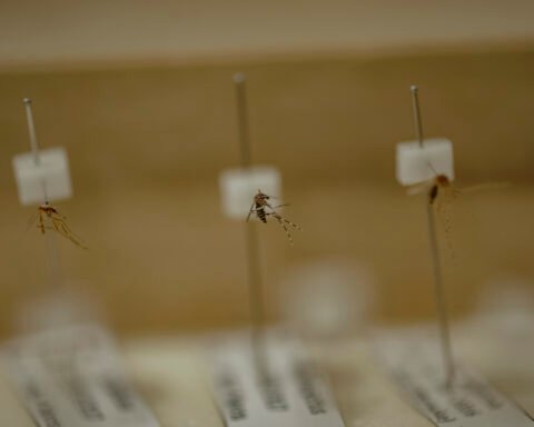 Sampel nyamuk jenis Anopheles dan Aedes (tengah) yang menjadi koleksi di Laboratorium Nyamuk Fakultas Kedokteran Universitas Hasanuddin. Di Indonesia terdapat sekitar 450 jenis nyamuk. Dan sekitar 30 jenis nyamuk Anopheles membawa virus plasmodium yang menyebarkan Malaria. Foto: Iqbal Lubis/Bollo.id