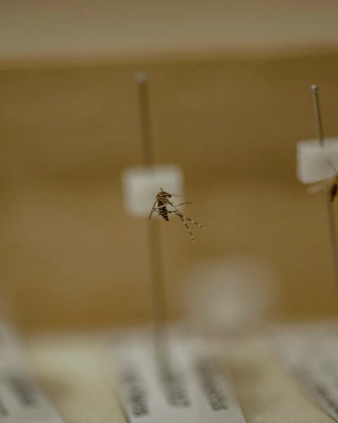 Sampel nyamuk jenis Anopheles dan Aedes (tengah) yang menjadi koleksi di Laboratorium Nyamuk Fakultas Kedokteran Universitas Hasanuddin. Di Indonesia terdapat sekitar 450 jenis nyamuk. Dan sekitar 30 jenis nyamuk Anopheles membawa virus plasmodium yang menyebarkan Malaria. Foto: Iqbal Lubis/Bollo.id