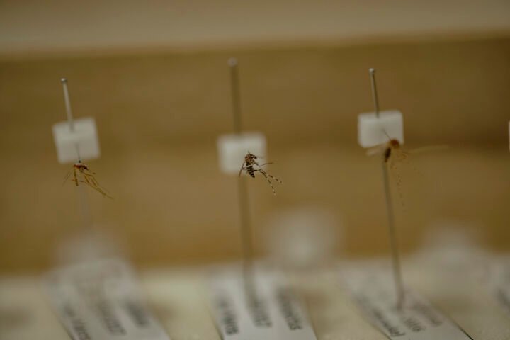 Sampel nyamuk jenis Anopheles dan Aedes (tengah) yang menjadi koleksi di Laboratorium Nyamuk Fakultas Kedokteran Universitas Hasanuddin. Di Indonesia terdapat sekitar 450 jenis nyamuk. Dan sekitar 30 jenis nyamuk Anopheles membawa virus plasmodium yang menyebarkan Malaria. Foto: Iqbal Lubis/Bollo.id