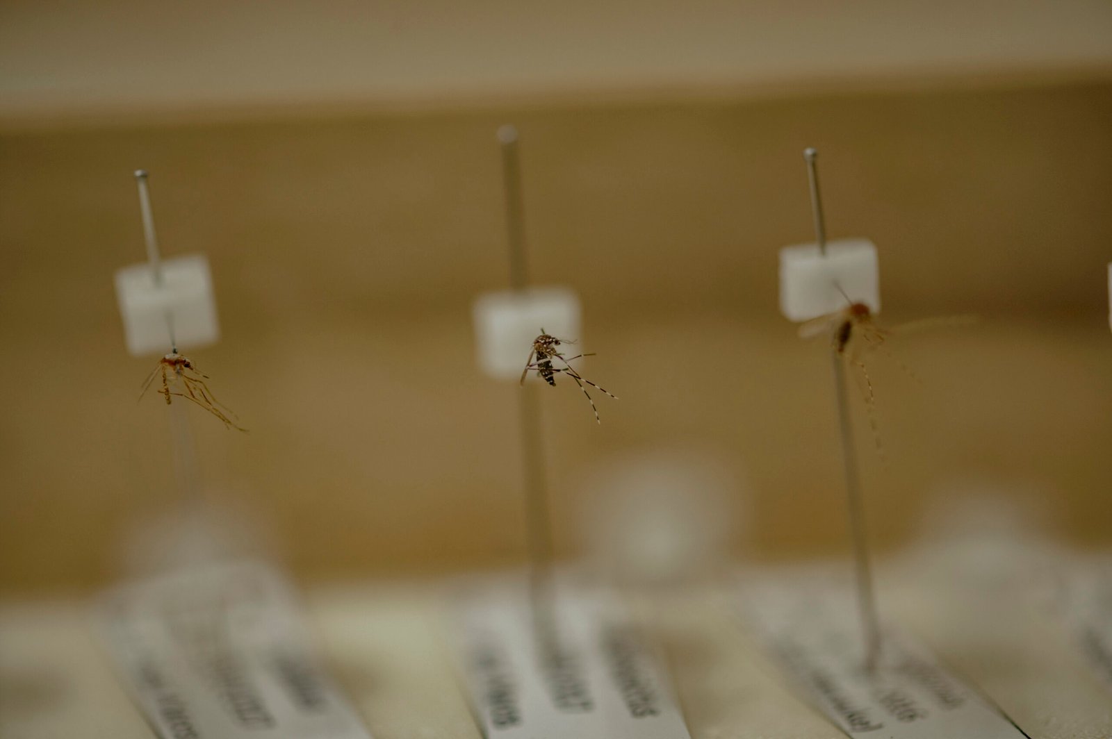 Sampel nyamuk jenis Anopheles dan Aedes (tengah) yang menjadi koleksi di Laboratorium Nyamuk Fakultas Kedokteran Universitas Hasanuddin. Di Indonesia terdapat sekitar 450 jenis nyamuk. Dan sekitar 30 jenis nyamuk Anopheles membawa virus plasmodium yang menyebarkan Malaria. Foto: Iqbal Lubis/Bollo.id