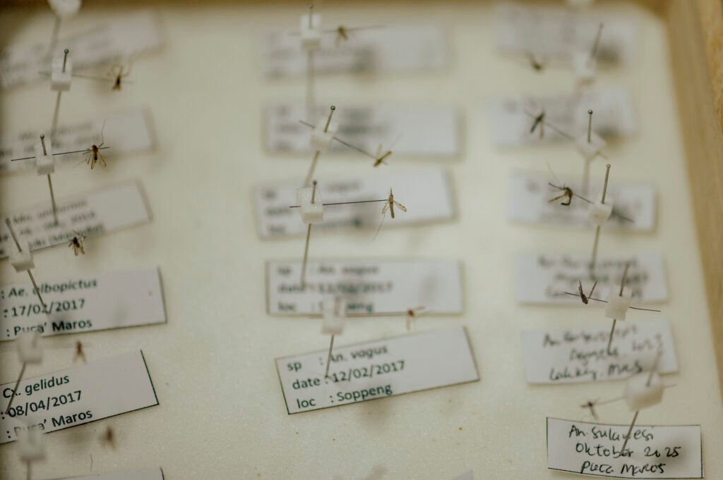 Beberapa sampel nyamuk jenis anopheles yang menjadi koleksi di Laboratorium Nyamuk Fakultas Kedokteran Universitas Hasanuddin. Foto: Iqbal Lubis/Bollo.id