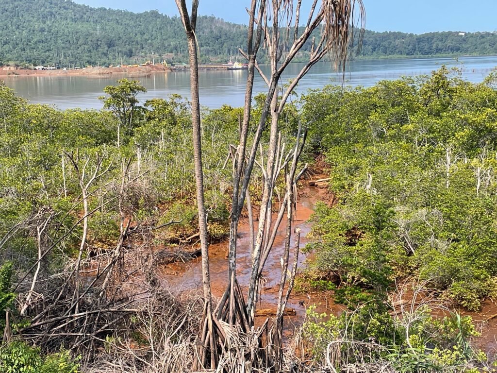 Kondisi pohon mangrove di pesisir Desa Harapan Kecamatan Malili. Dok: Andini/Bollo.id