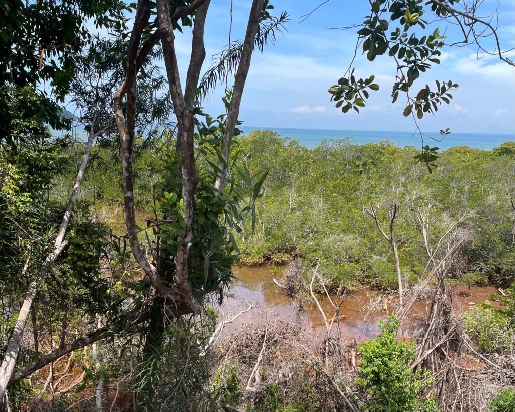 Kondisi pohon mangrove di pesisir Desa Harapan Kecamatan Malili. Dok: Andini/Bollo.id