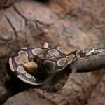 Ilustrasi ular piton/pixabay