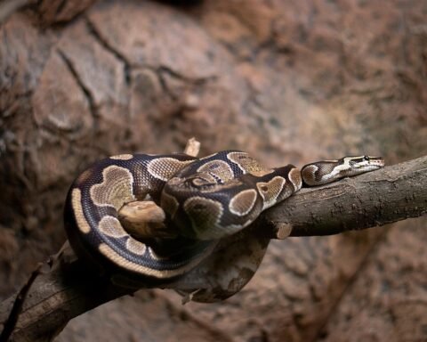 Ilustrasi ular piton/pixabay