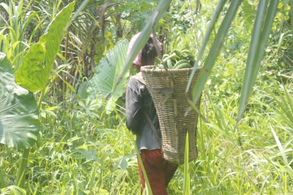 Aktivitas warga Suku Sawai saat bertani di kebun, Kampung Kulo, Halmahera Tengah, 11 November 2025. Foto: Djul Fikram (Fiki) untuk Bollo.id.