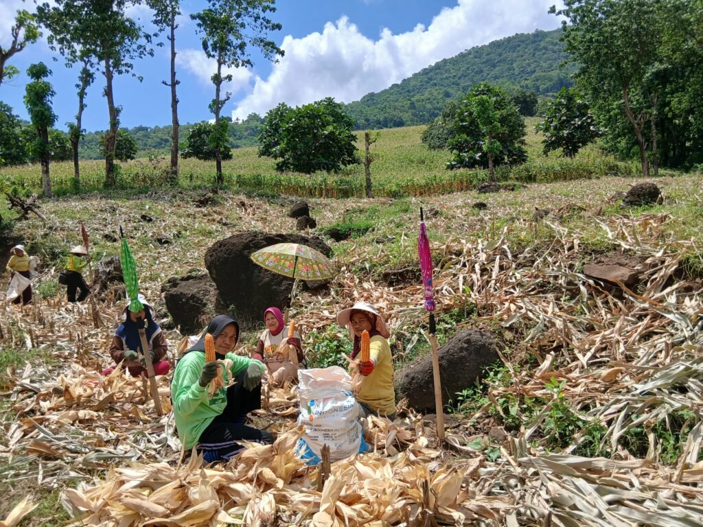 Petani di Parang Benrong gotong royong panen jagung, Sabtu, 31 Januari 2026. Foto: Fadli Ilham